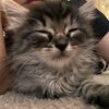 xcatlvrx